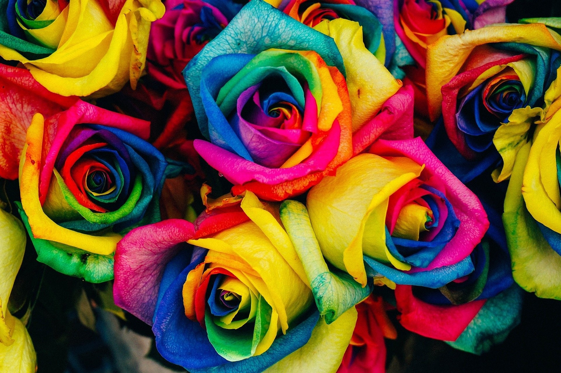 Detecteren Cerebrum Oriënteren Fleur je huis op met regenboog rozen - Eurovision House